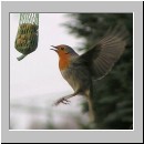 Erithacus rubecula - Rotkehlchen 02.jpg